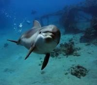 Interacting with Dolphins